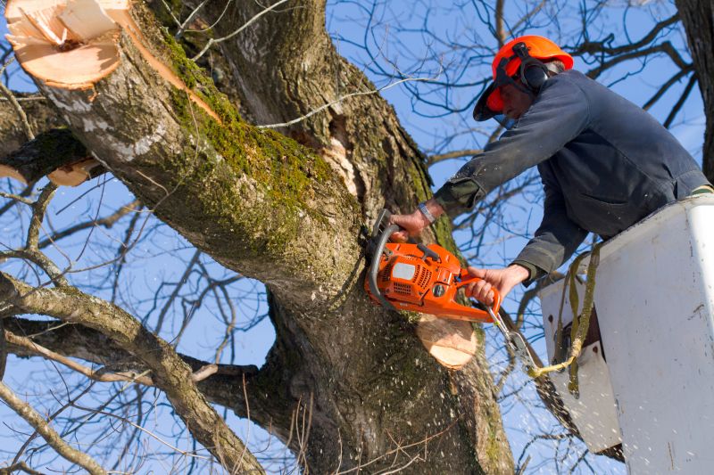 Hickory Tree Removal in Reno, NV