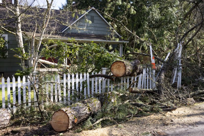 Maple Tree Removal in Doylestown, PA