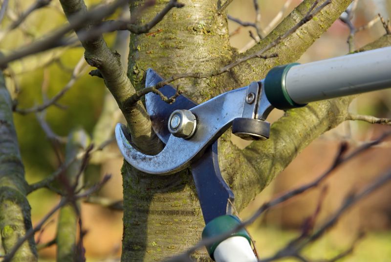 Oak Tree Pruning in Allentown, PA