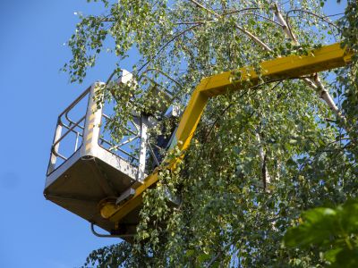 Residential Tree Service in Allentown, PA